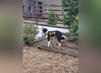Seb: möchte lernen, spielen, kuscheln