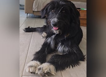 Pumba: liebt Kinder, Hunde, Katzen
