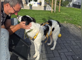 Nic: toller Familienhund
