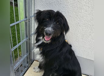 Pumba: liebt Kinder, Hunde, Katzen