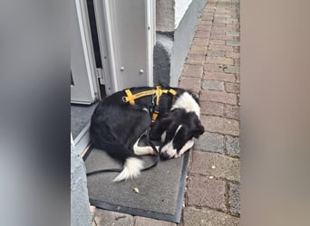 Seb: möchte lernen, spielen, kuscheln