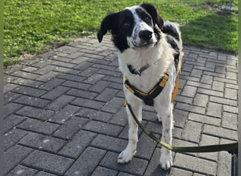 Nic: toller Familienhund
