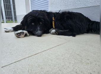 Pumba: perfekter Familienhund