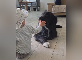 Pumba: liebt Kinder, Hunde, Katzen