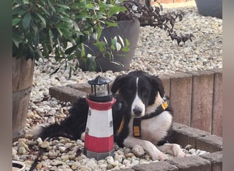 Seb: spielen, lernen, schmusen