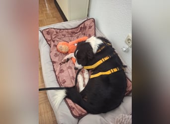 Seb: spielen, lernen, schmusen