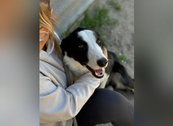 Tweed -Bildschöner Rüde sucht aktive Menschen!