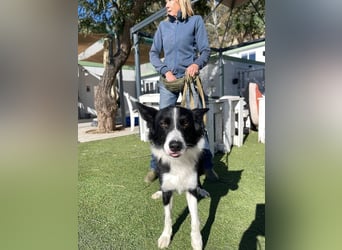 Lila (Spanien) – kluge Border-Collie-Hündin sucht ein aktives Zuhause