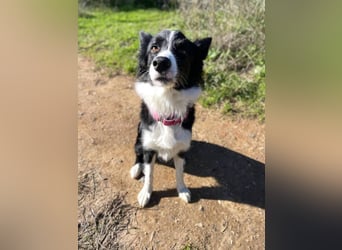 Lila (Spanien) – kluge Border-Collie-Hündin sucht ein aktives Zuhause