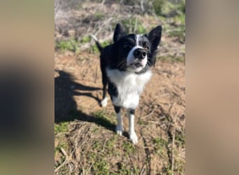 Lila (Spanien) – kluge Border-Collie-Hündin sucht ein aktives Zuhause