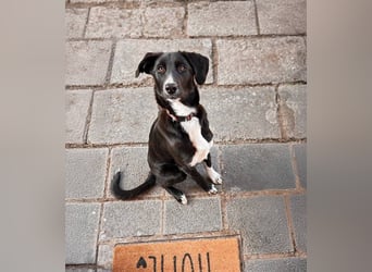 Aika – unsere sensible Seele sucht ihr Für-immer-Zuhause