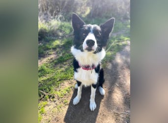 Lila (Spanien) – kluge Border-Collie-Hündin sucht ein aktives Zuhause