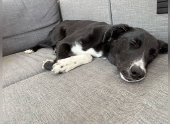 Aika – unsere sensible Seele sucht ihr Für-immer-Zuhause