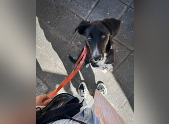 Aika – unsere sensible Seele sucht ihr Für-immer-Zuhause