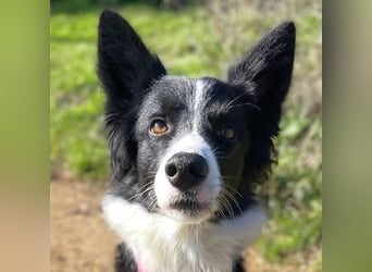 Lila (Spanien) – kluge Border-Collie-Hündin sucht ein aktives Zuhause