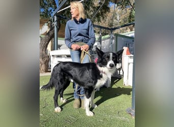 Lila (Spanien) – kluge Border-Collie-Hündin sucht ein aktives Zuhause