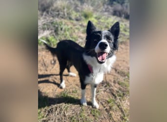 Lila (Spanien) – kluge Border-Collie-Hündin sucht ein aktives Zuhause