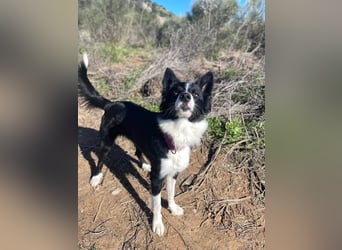 Lila (Spanien) – kluge Border-Collie-Hündin sucht ein aktives Zuhause