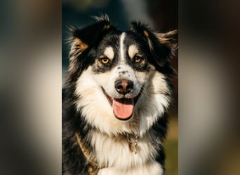 Lustiger Tocki sucht sein liebevolles Zuhause