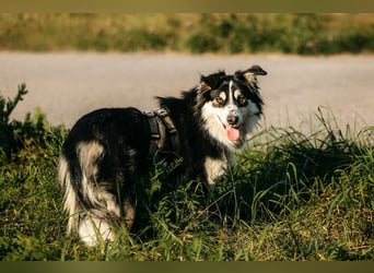 Lustiger Tocki sucht liebevolles Zuhause