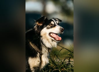 Lustiger Tocki sucht seine Menschen