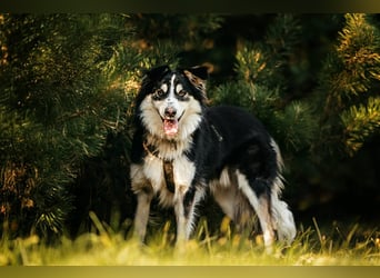 Lustiger Tocki sucht seine Menschen