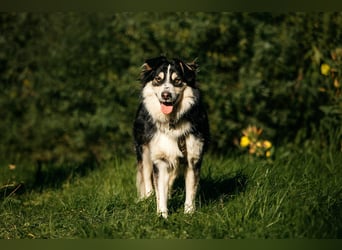 Lustiger Tocki sucht sein liebevolles Zuhause