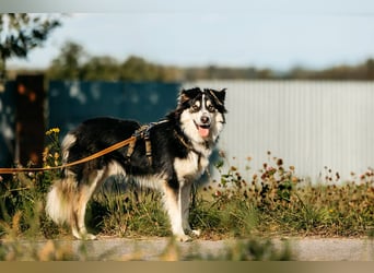 Lustiger Tocki sucht liebevolles Zuhause