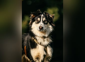 Lustiger Tocki sucht sein liebevolles Zuhause