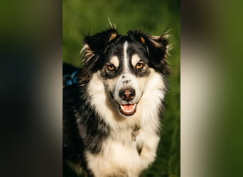 Lustiger Tocki sucht liebevolles Zuhause