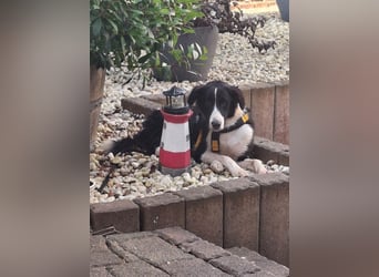 Seb: lernen, spielen, kuscheln
