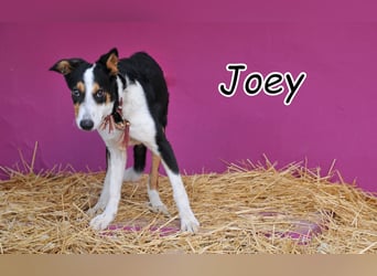 Wer möchte Joey die Chance geben, seine Vergangenheit hinter sich zu lassen?