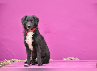 Möchtest du Rockie zeigen, dass sein Warten nicht umsonst war?