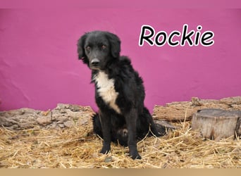 Möchtest du Rockie zeigen, dass sein Warten nicht umsonst war?