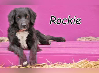 Möchtest du Rockie zeigen, dass sein Warten nicht umsonst war?