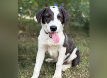 HARRY - Lebhafter Border Collie Mix sucht aktive Familie