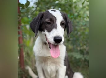 HARRY - Lebhafter Border Collie Mix sucht aktive Familie