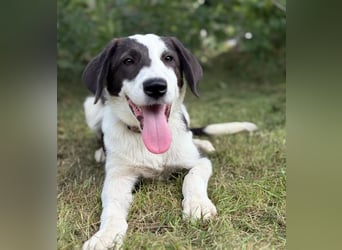 HARRY - Lebhafter Border Collie Mix sucht aktive Familie