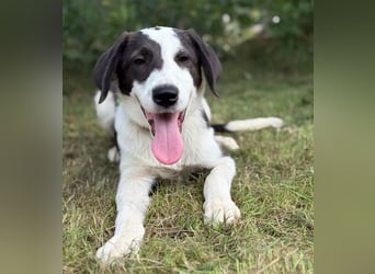 HARRY - Lebhafter Border Collie Mix sucht aktive Familie