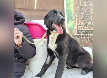 Diana - freundliche, ruhige aber trotzdem unternehmungslustige Hündin