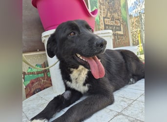 Diana - freundliche, ruhige aber trotzdem unternehmungslustige Hündin