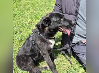 Diana - freundliche, ruhige aber trotzdem unternehmungslustige Hündin