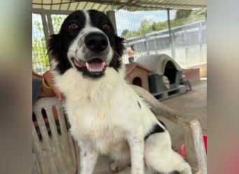 Paola -   ein ganz feines Border Collie Mädchen  mit  Ruhe und Charme