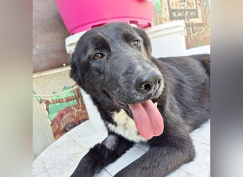 Diana - freundliche, ruhige aber trotzdem unternehmungslustige Hündin