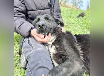 Diana - freundliche, ruhige aber trotzdem unternehmungslustige Hündin