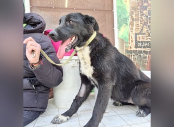 Diana - freundliche, ruhige aber trotzdem unternehmungslustige Hündin