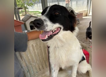 Paola -   ein ganz feines Border Collie Mädchen  mit  Ruhe und Charme