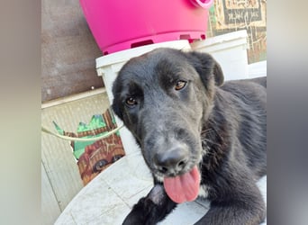 Diana - freundliche, ruhige aber trotzdem unternehmungslustige Hündin