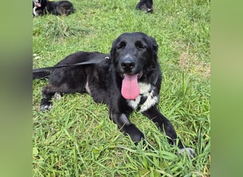 Diana - freundliche, ruhige aber trotzdem unternehmungslustige Hündin