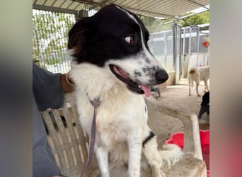 Paola -   ein ganz feines Border Collie Mädchen  mit  Ruhe und Charme